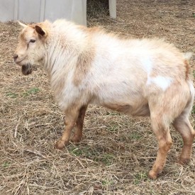 Bucks | Animal | Fern Hill Fainters Myotonic Goats